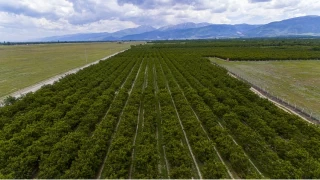 Sultanda ilesinin tarmsal ve sanayi potansiyeli ile karlat sorunlar