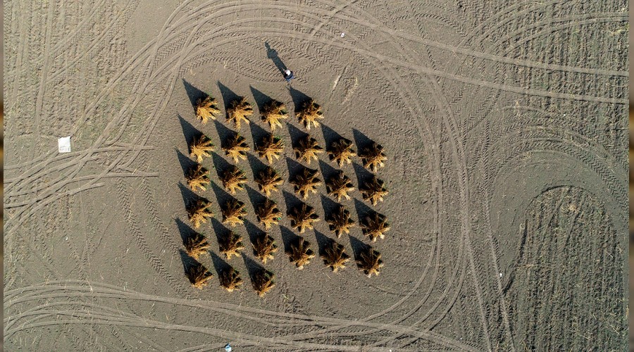 Susam�n y�zde 80'i ithal 