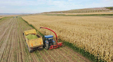 Tarım Kampüsü'nde silajlık mısır hasadı