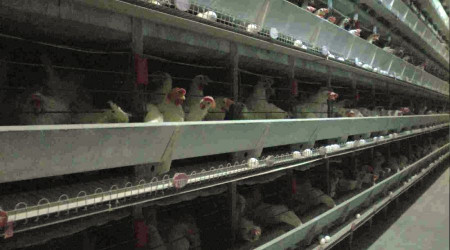 Tavuklara 'halk müziği' dopingi