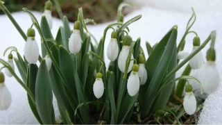 Toros Dağlarında kardelenler yüzünü gösterdi