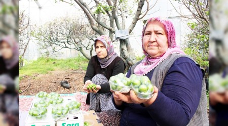 Turfanda erik cep yakıyor