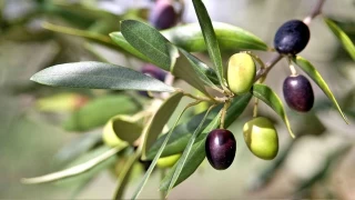 Türkiye’de zeytinin kalbi Ege'de atıyor