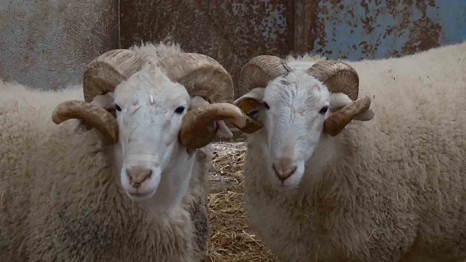 T�rkiye'nin en de�erli ko�lar� rekor fiyatlara sat�l�yor