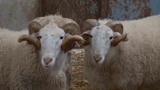 T�rkiye'nin en de�erli ko�lar� rekor fiyatlara sat�l�yor