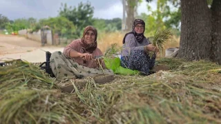 Türkiye'nin pırasa ambarında üretim mesaisi sürüyor