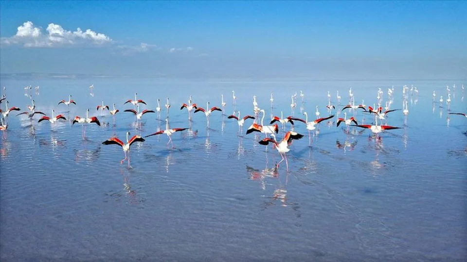 Tuz Gölü: Flamingoların cenneti mi, kuruyan bir havza mı?