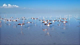 Tuz G�l�: Flamingolar�n cenneti mi, kuruyan bir havza m�?