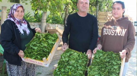 Üzümden önce yaprağı gelir kapısı oldu