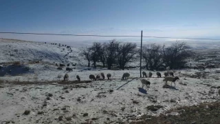 Van'da koyunlarını kar üzerinde otluyor