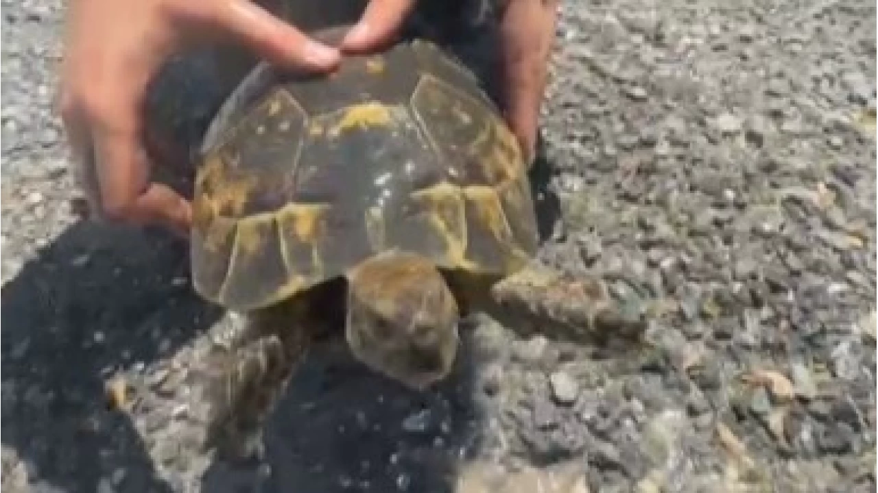 Yang�nda mahsur kalan kaplumba�aya itfaiyeden yard�m eli