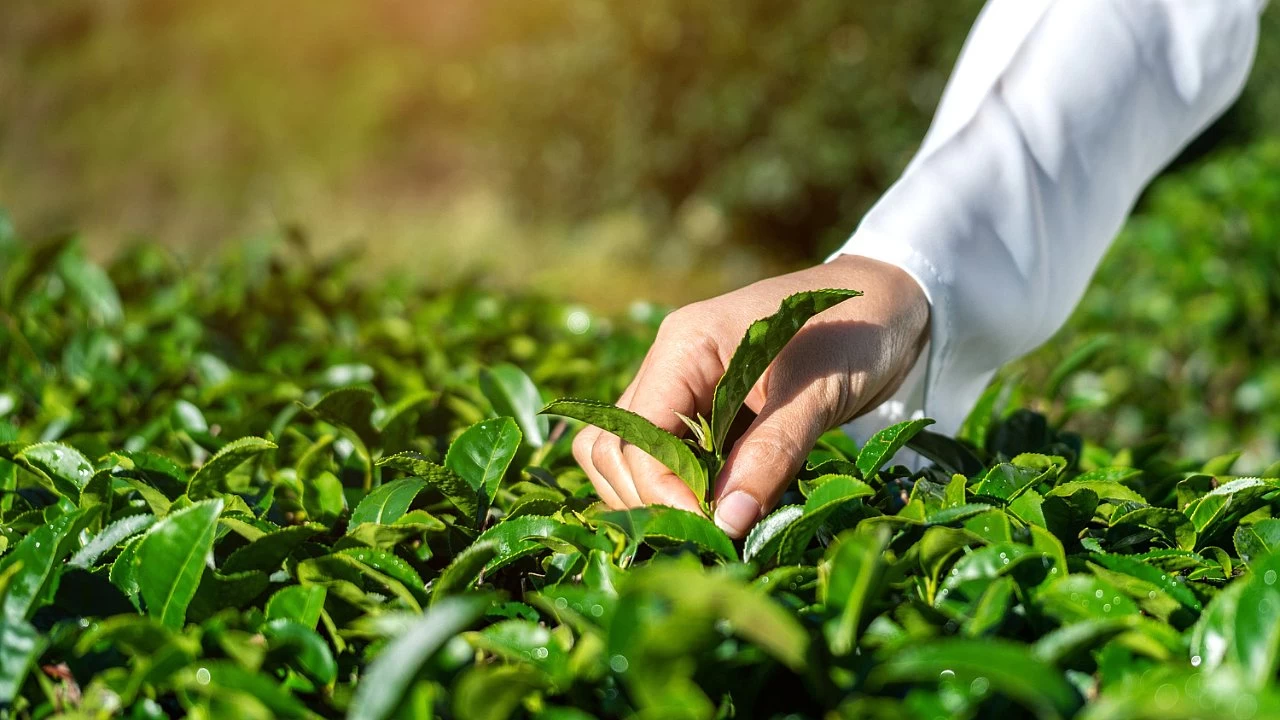 Ya� �ay �retimi artt�r�lmal�