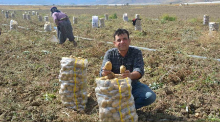 Patates tarlada 20 lira!