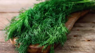 Yaza veda sofralarnn vazgeilmezi: Dereotu Turusu 