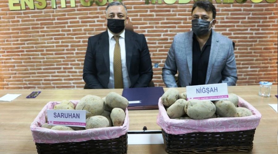 Yerli patates tohumları Saruhan ve Niğşah satıldı