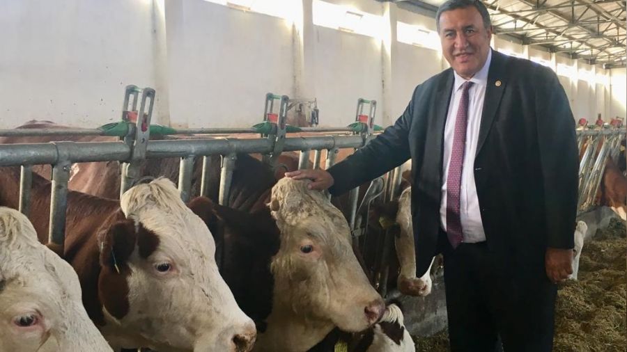 Yerli sığır ırkları yok olmak üzere