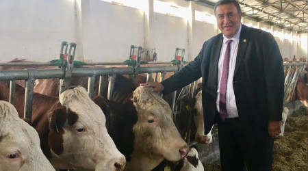 Yerli sığır ırkları yok olmak üzere