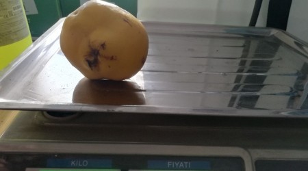 Yetiştirdiği ayvaların büyüklüğü şaşırtıyor