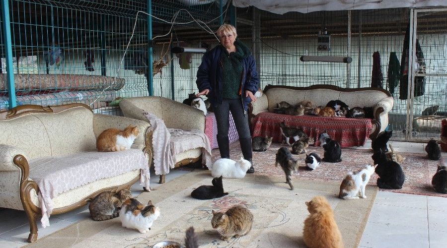 Yok böyle bir ev...Tam 250 kediye ev sahipliği yapıyor