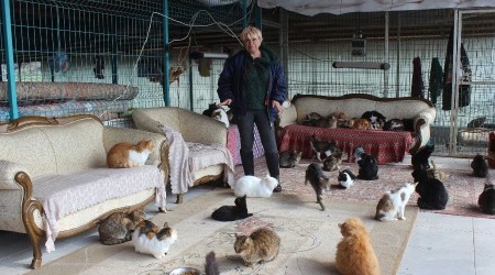 Yok böyle bir ev...Tam 250 kediye ev sahipliği yapıyor