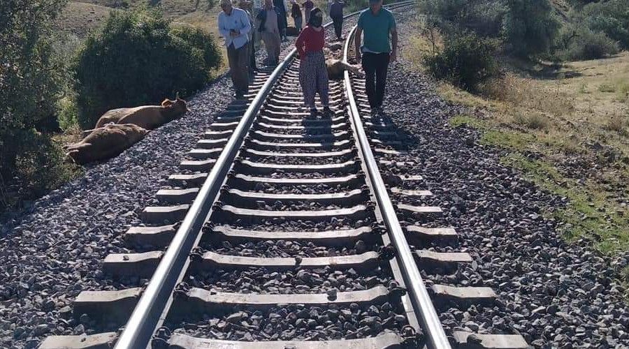 Yük treni sürüye çarptı, çok sayıda büyükbaş hayvan telef oldu