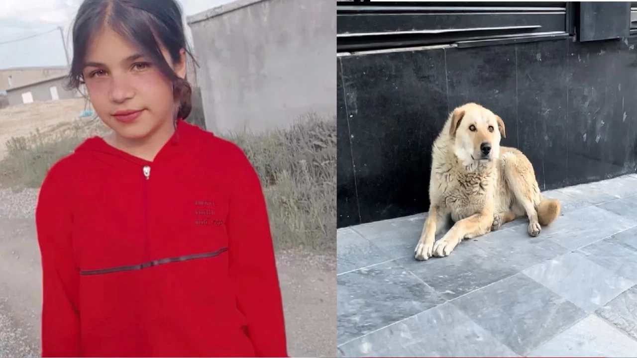 Yüksekovalı vatandaşların 'köpek' tepkisi
