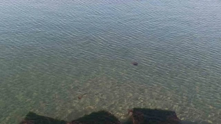 Zehirli pusula deniz anaları Tekirdağ sahilinde görüldü