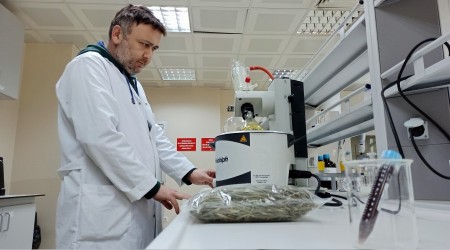 Zeytin yaprağında şifa var
