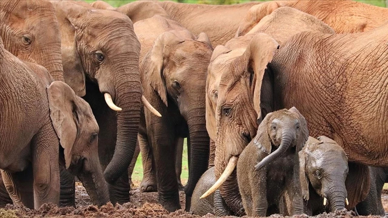 Zimbabve 200 fili kesip etini halka dağıtacak