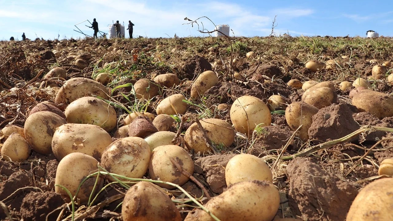 2024 y�l�nda 6 milyon 500 bin ton patates �retimi yap�ld�