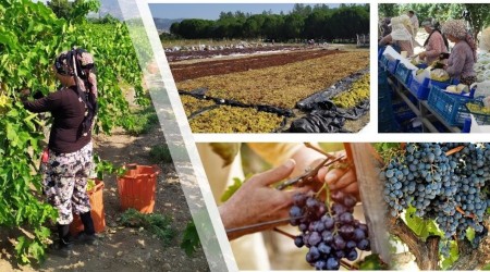 354 bin dekar alandaki üzümlerin hasat zamanı