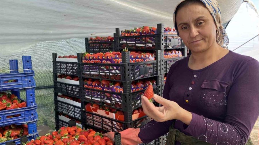 45 gün beklenip 6 ay hasat yapılıyor