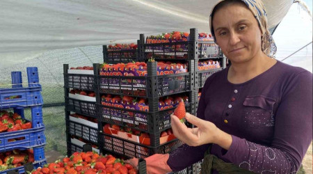 45 gün beklenip 6 ay hasat yapılıyor