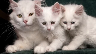 8 Ağustos onların günü