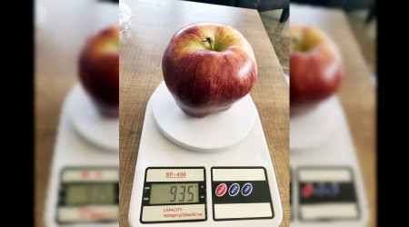 935 gramlık elma şaşırtıyor
