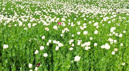 Afyonkarahisar'ın haşhaş tarlaları beyaz gelinliğine büründü