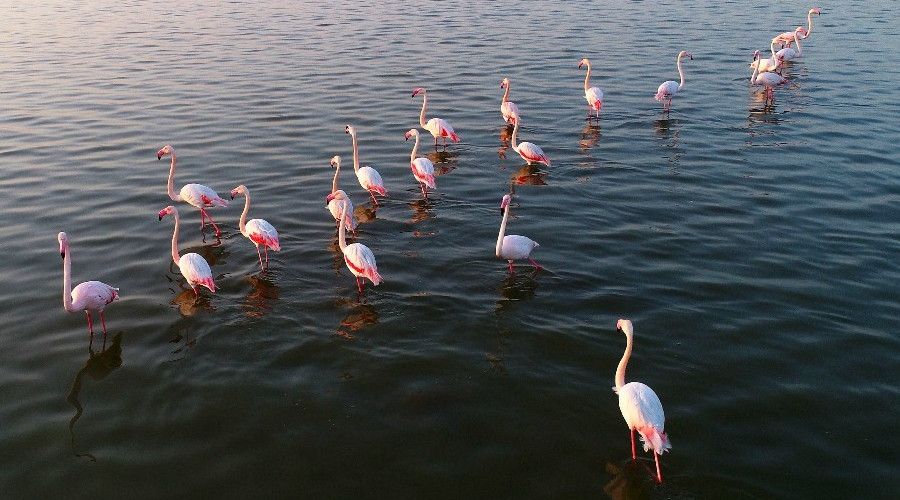 Akyatan Lagünü flamingoları ağırlıyor