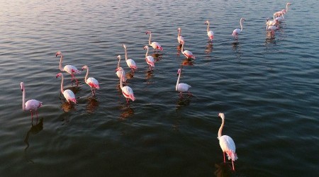 Akyatan Lagn flamingolar arlyor