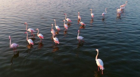 Akyatan Lagünü flamingoları ağırlıyor