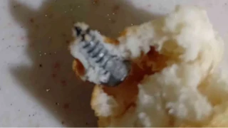 Ald��� ekme�in i�erisinden vida ��kt�