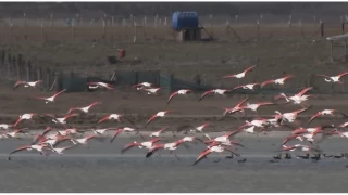 Ankara'da konaklayan flamingoların yaşam alanı tehdit altında