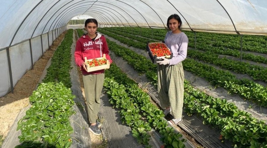 Antalya'da yılın ilk çilek hasadının heyecanı başladı