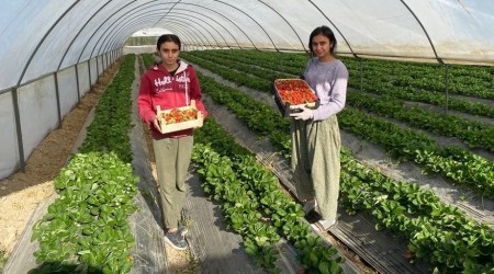Antalya'da yılın ilk çilek hasadının heyecanı başladı