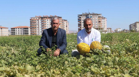 Araban'da ikinci rn sevindirdi