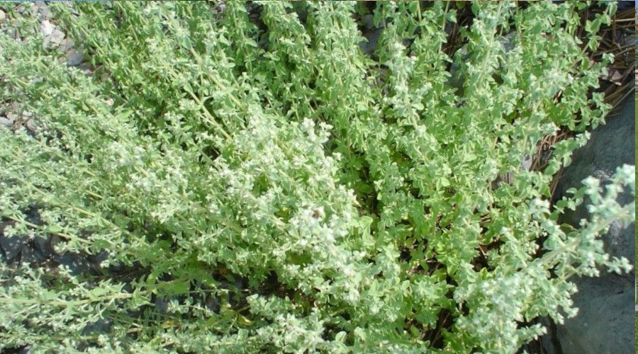 Aromatik bitki üretimine yüzde 75 destek