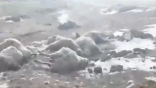 Arpaçay'da kurtlar dehşet saçtı