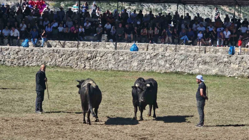 Artvin'de 250 metre yükseklikteki arenada yılın son boğa güreşleri yapıldı