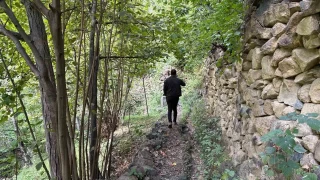Artvin'de asırlık zeytin ağaçlarından hasat başladı