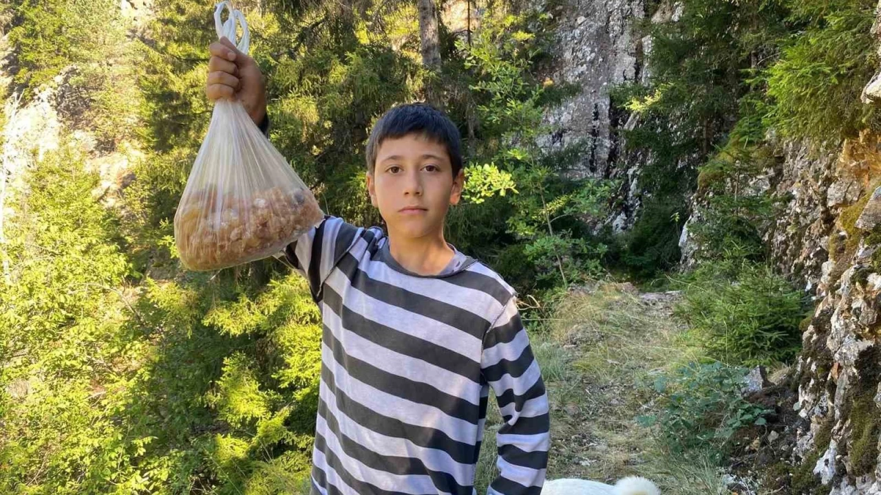 Artvinli Eymen toplad am sakzn kilosu 5 bin liradan satyor