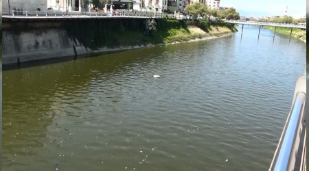 Asi Nehri'nde balık ölümleri